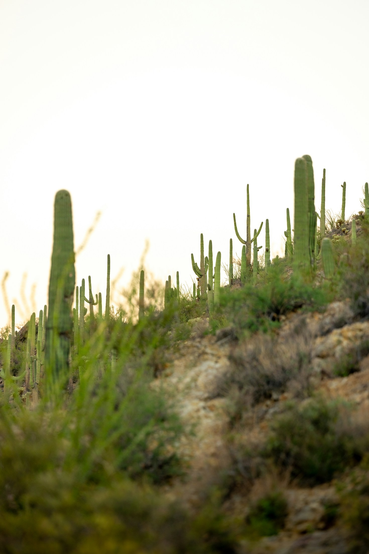 How Proper Drainage Planning Extends Your Hardscape Life