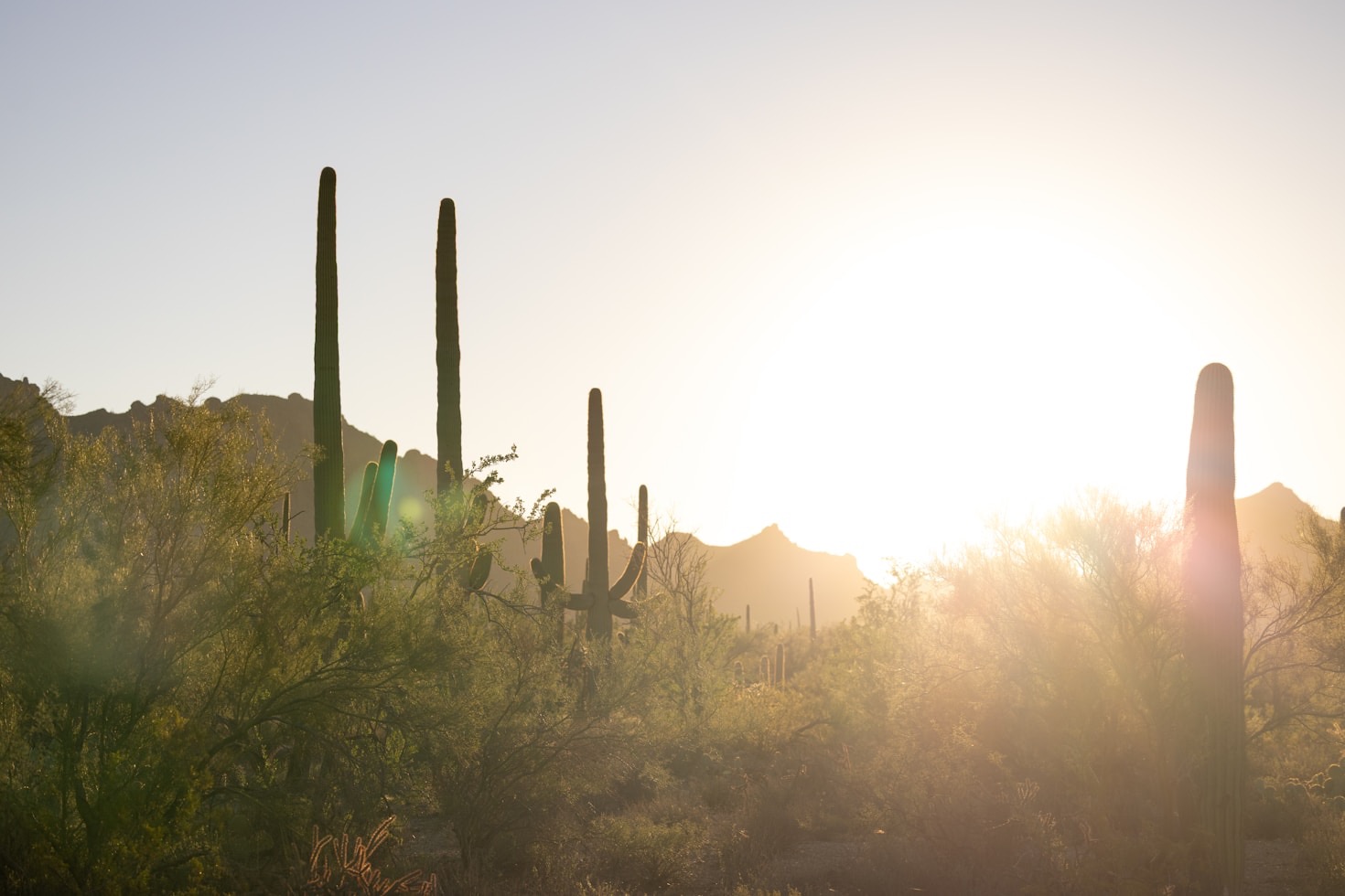 Transform Your Yard with Decorative Rock Landscaping